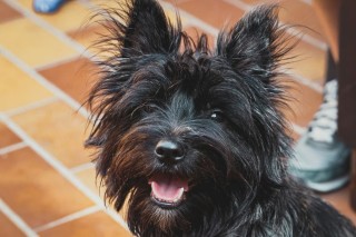 Affenpinscher