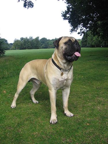 Bullmastiff