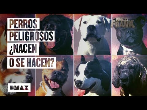 Wild Frank se informa sobre la situación de los perros potencialmente peligrosos en España